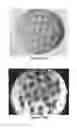 Fig. 11 - Solid forms for tissue repair