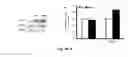 Fig. 09 - COMBINATION THERAPY TO PROMOTE WOUND HEALING