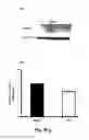 Fig. 11 - COMBINATION THERAPY TO PROMOTE WOUND HEALING