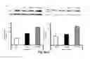 Fig. 12 - COMBINATION THERAPY TO PROMOTE WOUND HEALING
