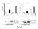 Fig. 19 - COMBINATION THERAPY TO PROMOTE WOUND HEALING
