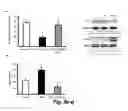Fig. 23 - COMBINATION THERAPY TO PROMOTE WOUND HEALING