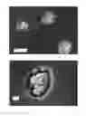 Fig. 03 - Low friction hydrogels and hydrogel-containing composite materials
