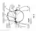 Fig. 08 - Modulating function of neural structures near the ear