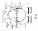 Fig. 10 - Modulating function of neural structures near the ear