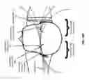 Fig. 11 - Modulating function of neural structures near the ear