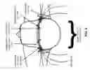 Fig. 12 - Modulating function of neural structures near the ear