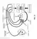 Fig. 18 - Modulating function of neural structures near the ear