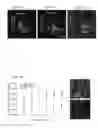 Fig. 25 - COMPOSITIONS INCLUDING MATRIX AND BIOMATERIAL, USES THEREOF AND METHODS OF USING THE SAME