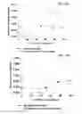 Fig. 27 - COMPOSITIONS INCLUDING MATRIX AND BIOMATERIAL, USES THEREOF AND METHODS OF USING THE SAME