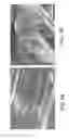 Fig. 07 - Coherently grown composite aluminophosphate and silicoaluminophosphate molecular sieves