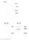 Fig. 02 - Shelf talker label, a sheet and a roll of such