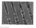 Fig. 01 - Method for producing two-dimensionally patterned carbon nanotube and two-dimensionally patterned carbon nanotube