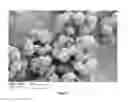 Fig. 02 - Hierarchically porous zeolites