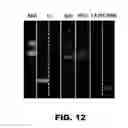 Fig. 14 - ASYMMETRICALLY CHARGED NIR FLUOROPHORES
