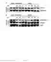 Fig. 12 - High-Throughput Assay for Identifying Small Molecules that Modulate AMP-activated Protein Kinase (AMPK)