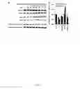 Fig. 14 - High-Throughput Assay for Identifying Small Molecules that Modulate AMP-activated Protein Kinase (AMPK)