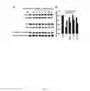 Fig. 15 - High-Throughput Assay for Identifying Small Molecules that Modulate AMP-activated Protein Kinase (AMPK)