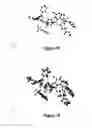 Fig. 47 - Short-acting benzodiazepine salts and their polymorphic forms