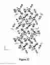 Fig. 62 - Short-acting benzodiazepine salts and their polymorphic forms