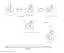 Fig. 01 - PROCESS FOR PREPARING OXYCODONE COMPOSITIONS