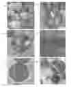 Fig. 06 - Synthesis of antimicrobial silsesquioxane-silica hybrids