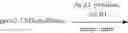 Fig. 24 - Regioselective silyl exchange of per-silylated oligosaccharides
