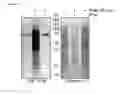 Fig. 04 - CELL SPECIFIC LABELING OF NEWLY SYNTHESIZED PROTEINS