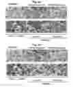 Fig. 04 - Peptide for suppressing osteoclast differentiation and use thereof