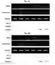 Fig. 06 - Peptide for suppressing osteoclast differentiation and use thereof
