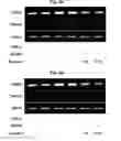 Fig. 07 - Peptide for suppressing osteoclast differentiation and use thereof