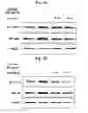 Fig. 08 - Peptide for suppressing osteoclast differentiation and use thereof