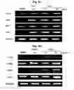Fig. 09 - Peptide for suppressing osteoclast differentiation and use thereof