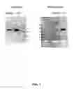 Fig. 02 - Stabilized soluble pre-fusion RSV F polypeptides