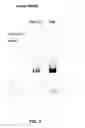 Fig. 03 - Stabilized soluble pre-fusion RSV F polypeptides