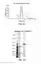 Fig. 04 - Stabilized soluble pre-fusion RSV F polypeptides
