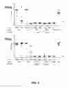 Fig. 08 - Stabilized soluble pre-fusion RSV F polypeptides