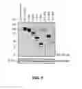 Fig. 08 - FILIP1L compositions and methods for treating cancer