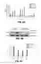 Fig. 09 - FILIP1L compositions and methods for treating cancer