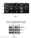 Fig. 03 - MPS peptides and use thereof