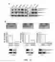 Fig. 16 - MPS peptides and use thereof