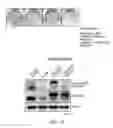 Fig. 17 - MPS peptides and use thereof