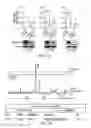 Fig. 18 - MPS peptides and use thereof