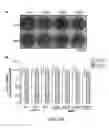 Fig. 26 - MPS peptides and use thereof