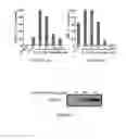 Fig. 05 - Short peptides derived from VDAC1, compositions and methods of use thereof