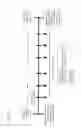 Fig. 13 - Partial region polypeptide of REIC/Dkk-3 protein