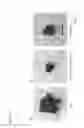 Fig. 16 - Partial region polypeptide of REIC/Dkk-3 protein