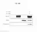 Fig. 44 - Partial region polypeptide of REIC/Dkk-3 protein