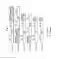 Fig. 02 - Recombinant protein