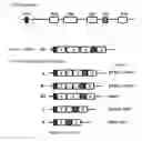 Fig. 03 - NOVEL ALTERNATIVE SPLICE TRANSCRIPTS FOR MHC CLASS I RELATED CHAIN ALPHA (MICA) AND USES THEREOF